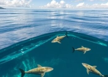 Protecting marine species while developing cost-effective renewable energy