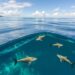 Protecting marine species while developing cost-effective renewable energy