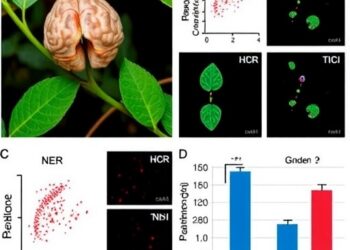 Rannasangpei crocin-1 improves valproate-induced autism-like behaviors by reducing oxidative stress