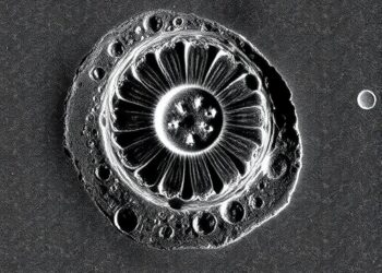 Refractory inclusions in Bennu samples indicative of outer Solar System accretion