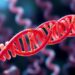 Regulation of RNA transcript elongation in metazoans and its relevance to disease