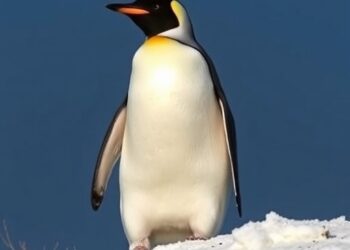 Satellites Track Penguin Poo Color to Reveal Climate Change Impact