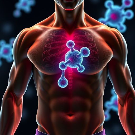Scientists reveal how muscles preserve cells responsible for repair