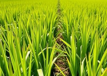 Scientists reveal how water-saving irrigation increases cadmium in rice plants