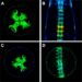 Senolytic PROTAC Slows Age-Related Intervertebral Disc Degeneration in Male Mice