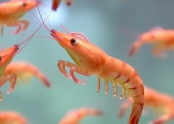 Shrimp Feeding Behavior Studied in Simulated Microgravity for Space Aquaculture