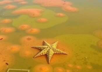 South Australia’s algal bloom is the most toxic microalga recorded.