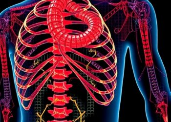 Spatial transcriptomics study maps bone-muscle communication