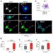 SPF2 and SGO2/CTF18 limit centromere-near crossovers by regulating SUMOylation