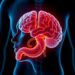 Stomach Signals Help Brain Build Memories, New Study Reveals