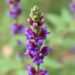 Stress-Response Gene Boosts Salvia miltiorrhiza Salt Tolerance and Medicinal Yield