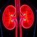 Study Finds Casdatifan Produces Durable Tumor Responses in Advanced Kidney Cancer