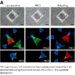 TIE1 suppresses fertilization-independent endosperm development by recruiting PRC2