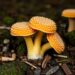 Unique sulfatase adaptations enable Akkermansia muciniphila to degrade colonic mucin