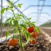 UTEP Researcher Develops Low-Cost Spray to Grow Tomatoes in Salty Soil