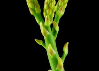 75 Asparagus chloroplast genomes reveal conserved architecture and nuclear phylogenetic conflict