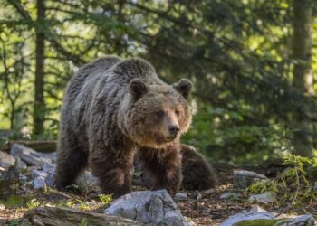 Kerry Cow bones identified as ancient bear, reshaping theories of