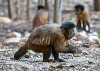 Wild capuchins favor time-tested stones for cracking nuts