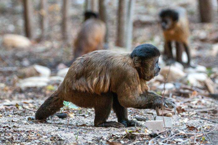 Wild capuchins favor time-tested stones for cracking nuts