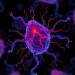 Adipolin May Reveal Early Vascular Damage in Children With Obesity