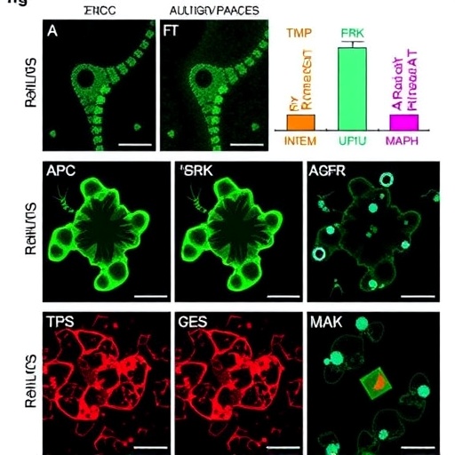 Aged granulosa cell-derived iPSCs show impaired germ-cell differentiation; ERK/MAPK inhibition partly rescues
