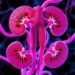 AI models identify clinically relevant IgA nephropathy subtypes from pathology narratives