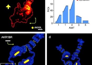 AKR1B10 Drives Breast Cancer Glycolysis and Growth Through IGF2R-PGK1-H4K12la-mTOR Signaling