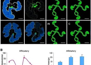 Alanine tRNA Fragments and MEG3 Variant Vary with Tissues and Parkinson’s Severity