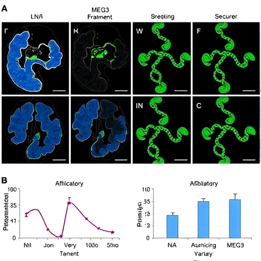 Alanine tRNA Fragments and MEG3 Variant Vary with Tissues and Parkinson’s Severity
