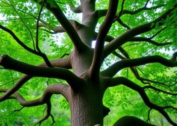 Asia Leads Worldwide in Threatened Oak Species, New Report Guides Conservation