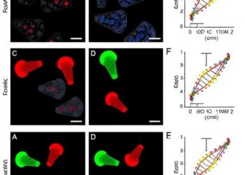 Author Correction: Engineered APOBEC–PUF Fusions Enable Effective In Vivo RNA Base Editing