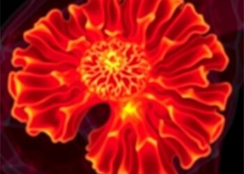 BEGONIA trial: durvalumab plus trastuzumab deruxtecan for HER2-low metastatic breast cancer