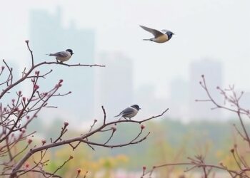 Beijing’s Chaoyang District Urban Parks Provide Refuges for Diverse Birdlife