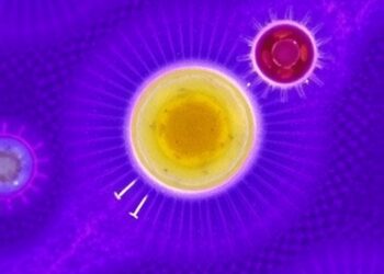 Biomimetic zona pellucida-encapsulated islets sustain glycaemic control in immunocompetent mice