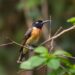 Bird diversity in Uganda’s protected forest reserve informs sustainable tourism planning