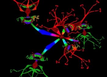 Blocking cyclin D1–CDK6 curbs inflammatory senescence genes and age-related functional decline