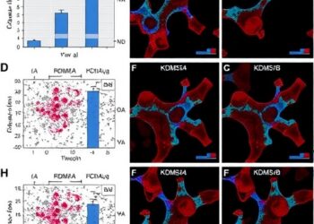 Blocking KDM5A/B boosts antitumor immune responses in HHV-8-positive B-cell lymphomas