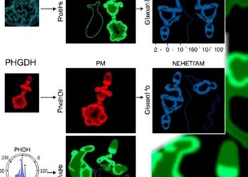 Blocking PHGDH overcomes dabrafenib resistance through metabolic rewiring in thyroid cancer