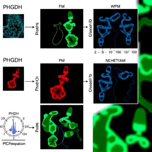 Blocking PHGDH overcomes dabrafenib resistance through metabolic rewiring in thyroid cancer