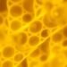 Bone Marrow Stem Cell Supernatant Fights Candida and Biofilms in Vaginal Infections