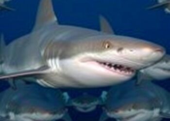 Bull Shark Family Ties Influence Social Behavior
