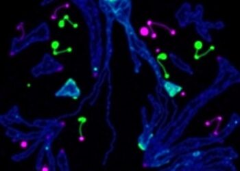 C/EBPγ Links Cancer Plasticity, DNA Repair, and Therapy Resistance in Lung Adenocarcinoma