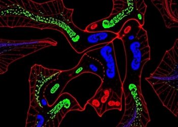 Calcineurin-NFAT-DSCR1.4 Emerges as Drug Target in Gαq-R183Q-Driven Capillary Malformations