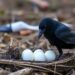 Can Oiling Eggs Protect Prey From Raven Predators?