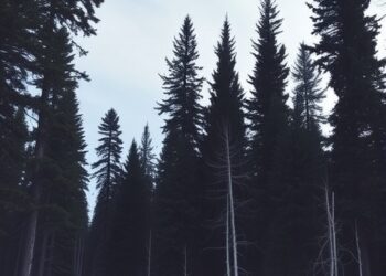 Canada’s dark boreal forests absorb heat, erasing up to one-fifth climate benefits