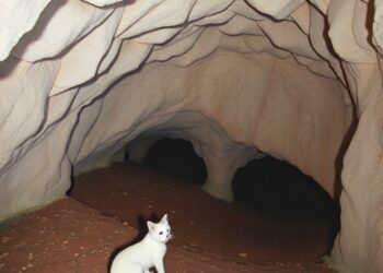 Carnivores and humans both left marks on small prey at Teixoneres cave