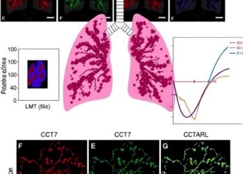 CCT7 Expression Emerges as a Prognostic Marker in Lung Adenocarcinoma