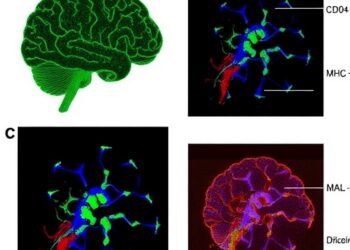 CD40+MHC-II+ Astrocytes Present Antigens, Promoting Central Nervous System Autoimmunity