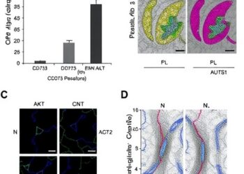 CDC73 Suppresses Lung Adenocarcinoma Through PTEN/AKT, Shows Extracellular Vesicle Biomarker Potential