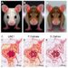 cGAS-Deficient Mice Show Premature Aging Linked to LINE1 Derepression and Inflammation